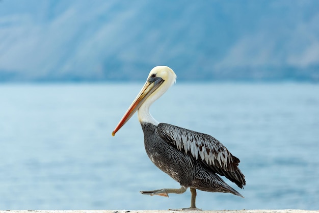 Pelicano contra o mar