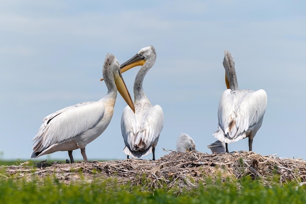 Pelicano dálmata ou pelecanus crispus em sua colônia de ninho