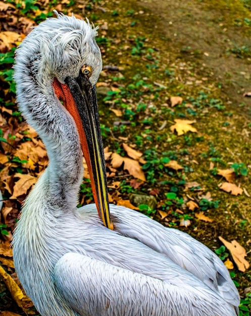 Pelicano dálmata pelecanus crispus closeup em um pássaro de fundo natural