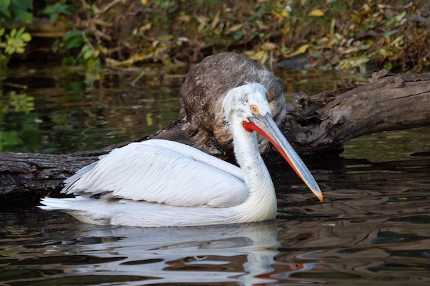 Foto pelicano dalmático flutuando na água pelecanus crispus