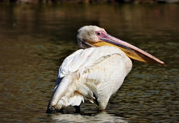 Foto pélicano dalmático