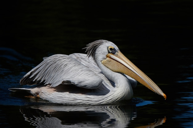 Pelicano-de-dorso-rosa (Pelecanus rufescens)