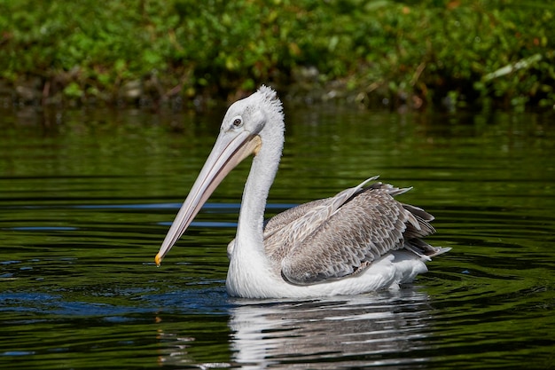 Pelicano de dorso rosado Pelecanus rufescens