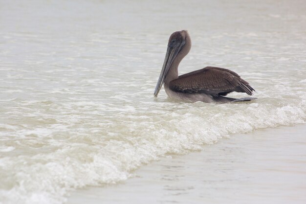 Pelicano de Galápagos