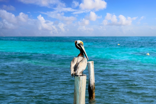 Foto pelicano do caribe em um poste de praia