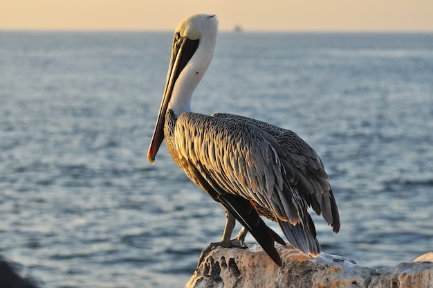 Pelicano em uma paisagem à beira-mar