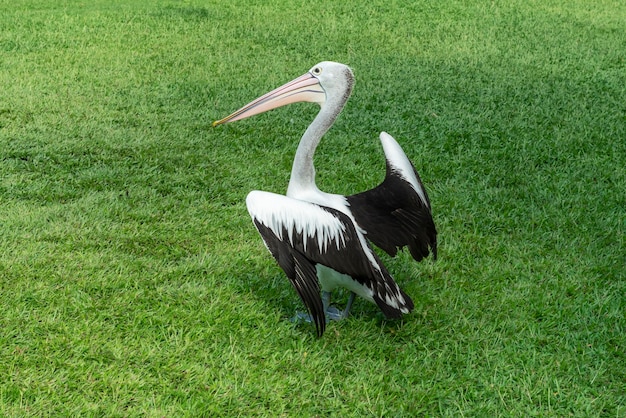 Pelicano engraçado em uma pose de luta na grama verde