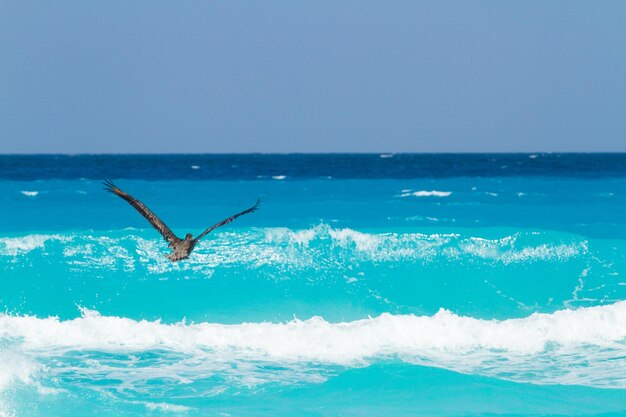 Pelicano marrom no mar do Caribe.