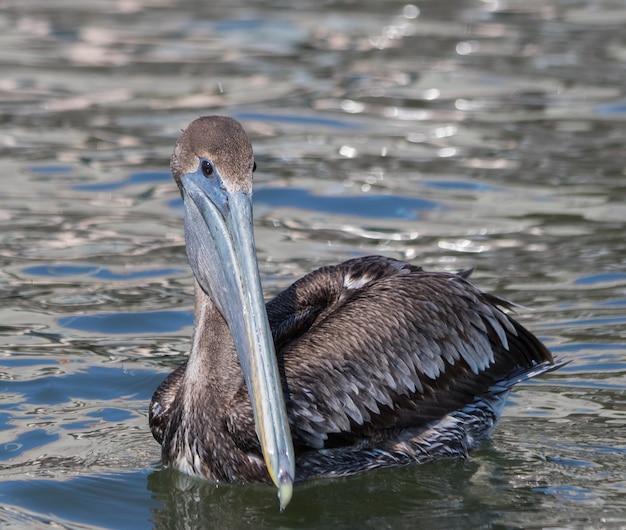 Foto pelicano marrom