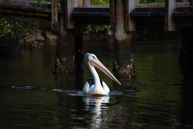 Pelícano nadando en una bahía en Noosa, Australia.