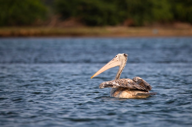 Pelícano nadando en un lago