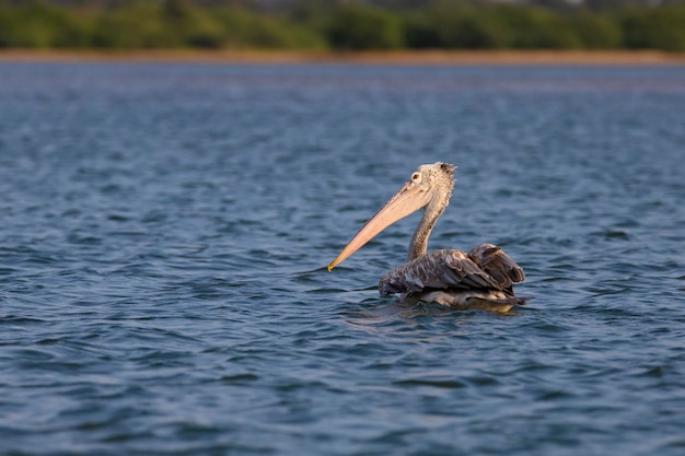 Pelícano nadando en un lago
