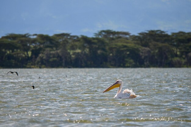 Pelicano nadando no lago