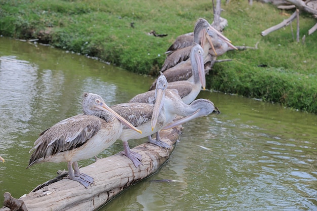 Pelicano no zoológico