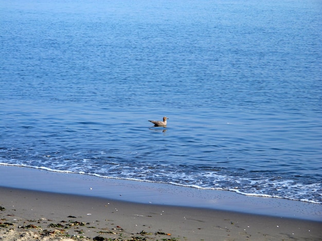 El pelícano en el Pacífico Paracas Perú