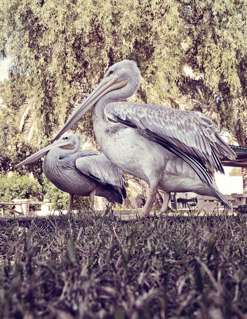 pelícano pájaro blanco