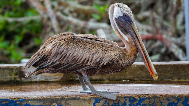 El pelícano pardo, Pelecanus occidentalis, con pico colorido