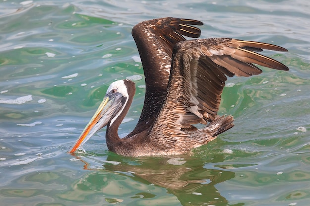 Pelicano-pardo peruano nadando no oceano pacífico em lima peru américa do sul