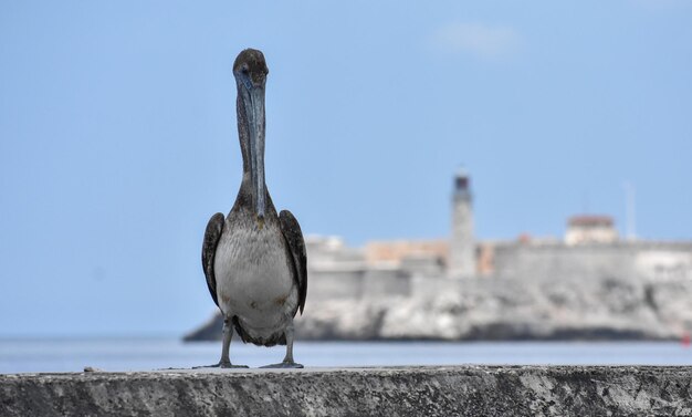 Un pelícano en una pared y la caza de un pez Animales en la Ciudad de La Habana.