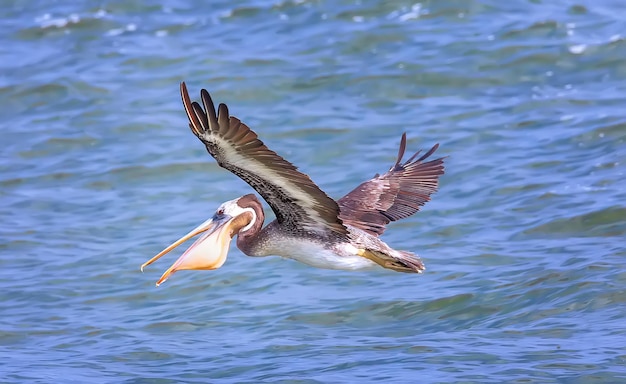 Pelicano peruano está voando sobre o Oceano Pacífico Lima Peru América do Sul