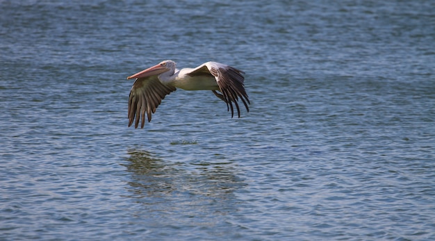 Pelícano pico (Pelecanus philippensis) en la naturaleza en Laempukbia, Tailandia