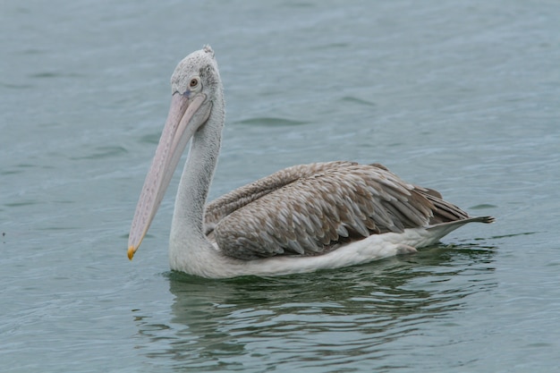 Pelícano pico (Pelecanus philippensis)