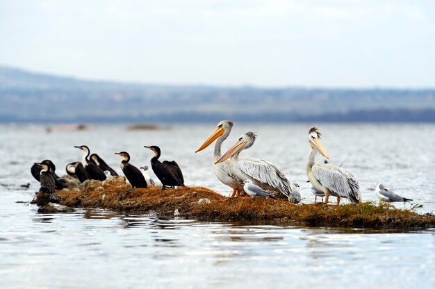 Pelicano-rosa no lago nakuru. áfrica. quênia.