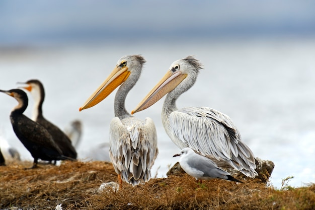 Pelícano rosado en el lago Nakuru. África. Kenia.