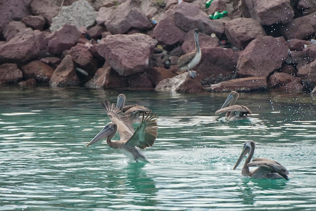 Pelicano voando no mar azul