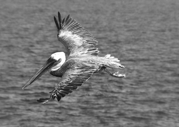 Foto pelicano voando sobre o mar