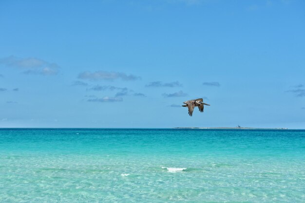 El pelícano volando sobre el mar contra el cielo azul