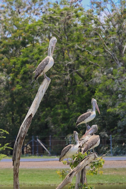 Foto pelícano en el zoológico