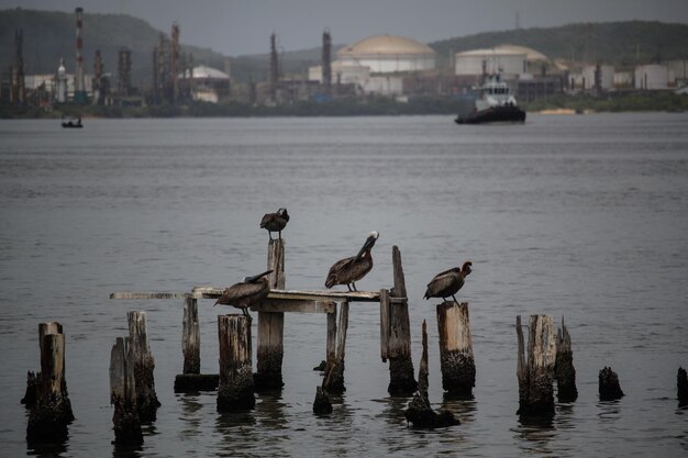 Pelícanos en una bahía de Santiago de Cuba