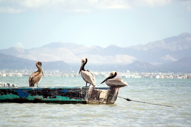 Pelícanos en un barco playa de méxico