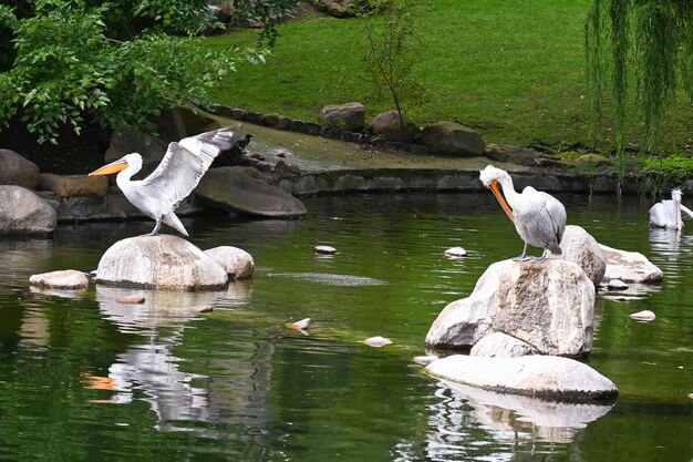 Los pelícanos blancos se sientan en piedras en una charca