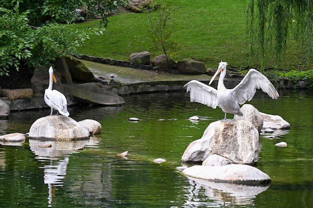 Los pelícanos blancos se sientan en piedras en una charca