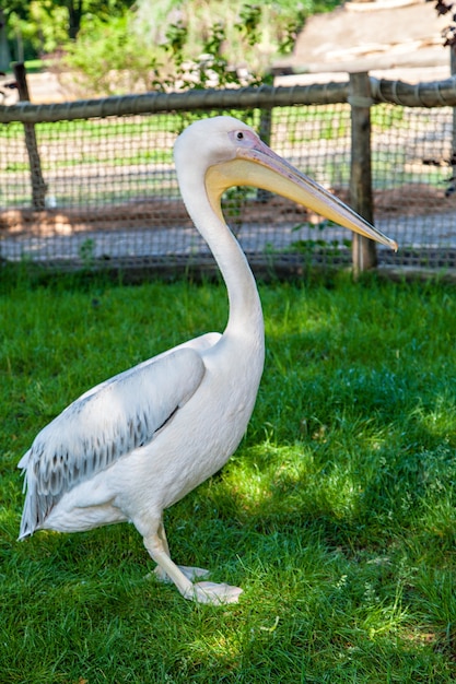 Pelícanos blancos solos en el lago. Pelecanus onocrotalus