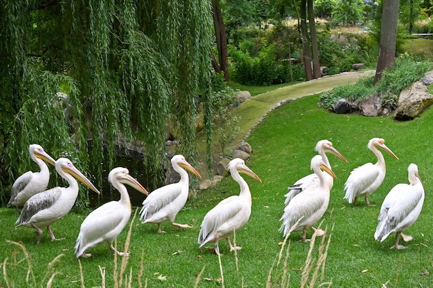 Pelicanos brancos andam na grama perto da lagoa
