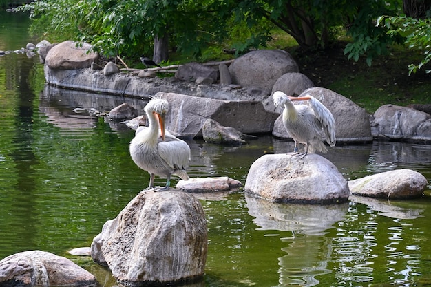 Pelicanos brancos sentam-se em pedras em uma lagoa