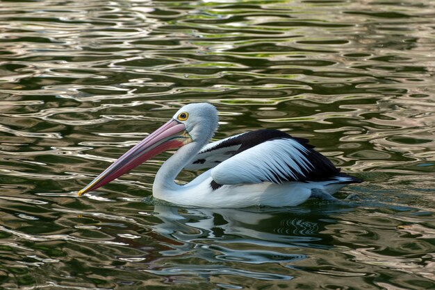 Pelicanos brincando na lagoa