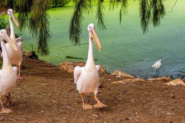Pelicanos caminham ao longo da costa ao longo do lago