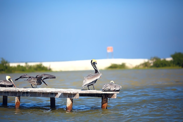 Pelicanos cinzentos na natureza, aves marinhas