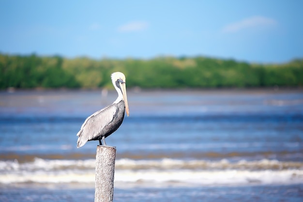 pelicanos cinzentos na natureza, vida selvagem de aves marinhas