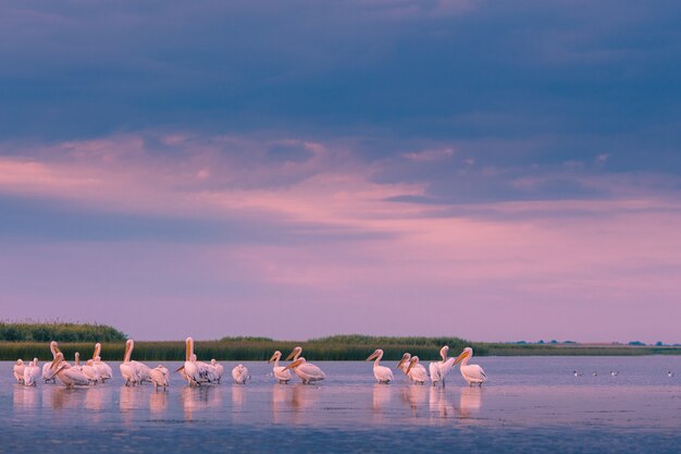 Foto pelicanos de manhã no delta do danúbio