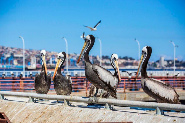 Pelicanos em um barco em sydney