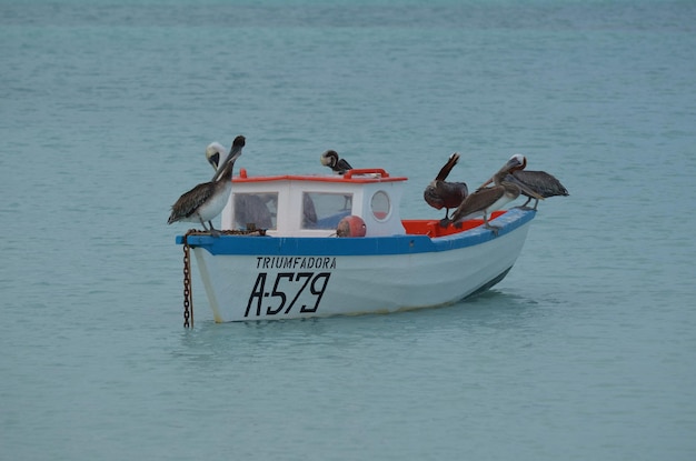 Pelicanos empoleirados em um barco de pesca de madeira em aruba.