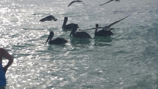 Pelicanos y gaviotas