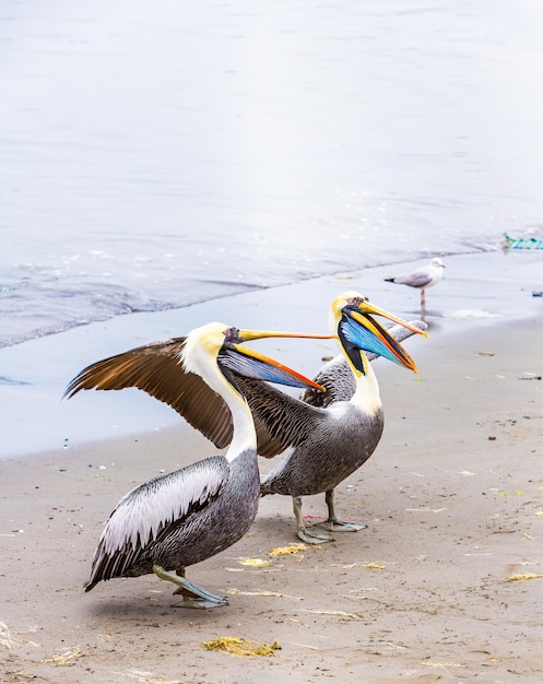 Pelícanos en Islas Ballestas Perú América del Sur en el Parque Nacional de Paracas Flora y fauna