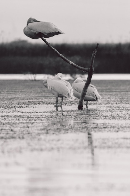 Foto pelicanos en un lago