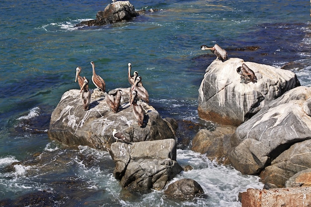 Pelicanos na vila de Zapallar, Chile